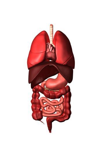 'Conceptual Image of Internal Organs of the Respiratory and Digestive