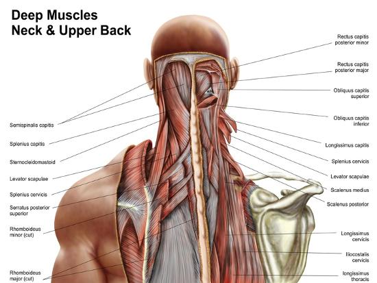 Muscles Of The Neck Anatomy
