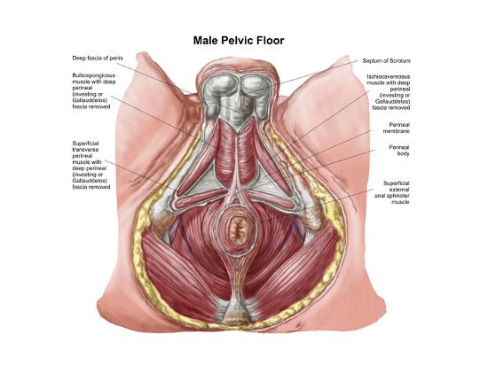 Pelvic Floor Of Human Male Posters At Allposters Com