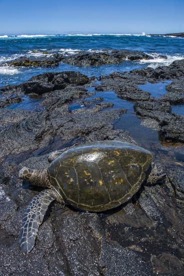 black sand beach with turtles