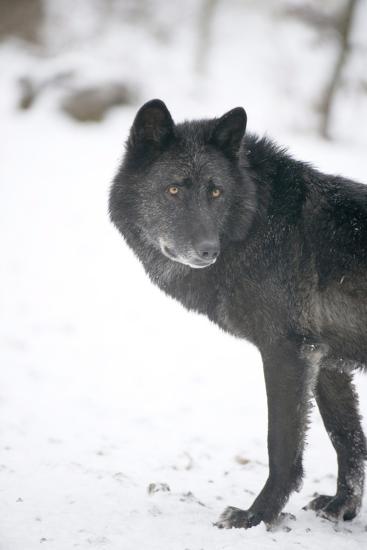 'Black Melanistic Variant of North American Timber Wolf (Canis Lupus ...