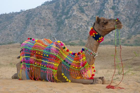 Brightly Decorated Camel Pushkar Rajasthan India Photographic
