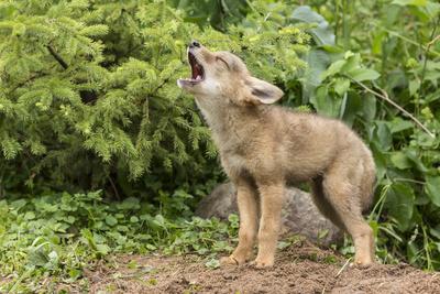 'USA, Minnesota, Minnesota Wildlife Connection. Howling coyote pup ...