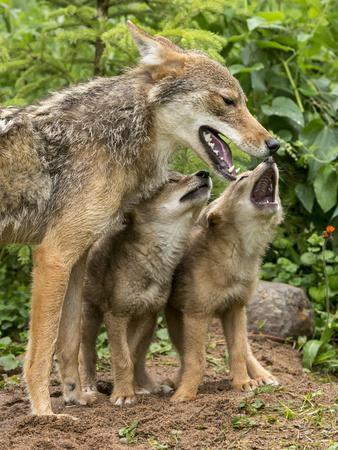 'USA, Minnesota, Sandstone. Coyote mother and pups begin howling ...