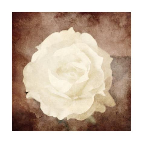 'Art Floral Vintage Sepia Background with One White Rose' Prints