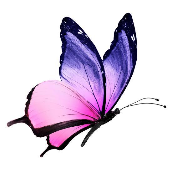 Download 'Color Butterfly Flying' Art - suns_luck | AllPosters.com