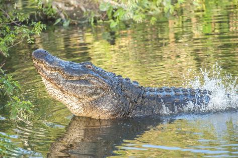 'USA, Florida, Orlando. alligator doing water dance at Gatorland