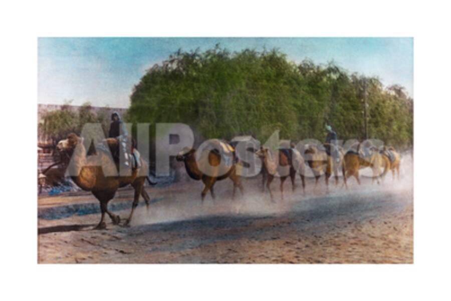 Painting Of A Caravan Of Camels Walks Single File And Carrying Packs