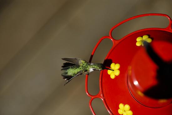 A Broad Tailed Hummingbird Feeding At A Nectar Feeder