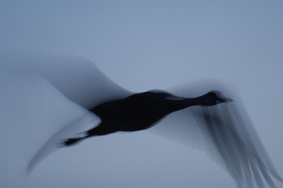 It Was Twilight And Sandhill Cranes >> A Silhouette Of A Sandhill Crane In Flight At Twilight It Was Twilight And Sandhill Cranes >> A Silhouette Of A Sandhill Crane In Flight At Twilight