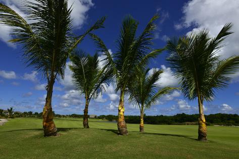 Palm Trees At The Hard Rock Golf Course In Punta Cana