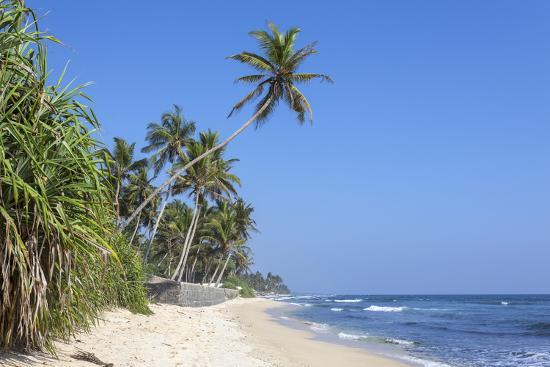 Beach And Palm Trees Talpe Sri Lanka Indian Ocean Asia Beach And Palm Trees Talpe Sri Lanka Indian Ocean