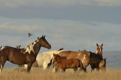 oregon horses mountain steens wild harney county usa janis