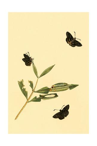 Surinam Butterflies Moths /& Caterpillars Poster Print by Jan Sepp 18 x 24