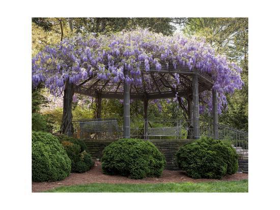 Wisteria Arbor Duke Gardens Durham Nc Purple Spring Flowers