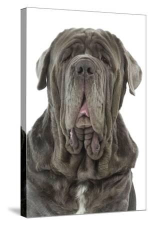 Neapolitan Mastiff