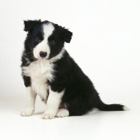 collie dog puppy