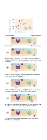 Illustration Of Action Potential Of A Nerve Cell