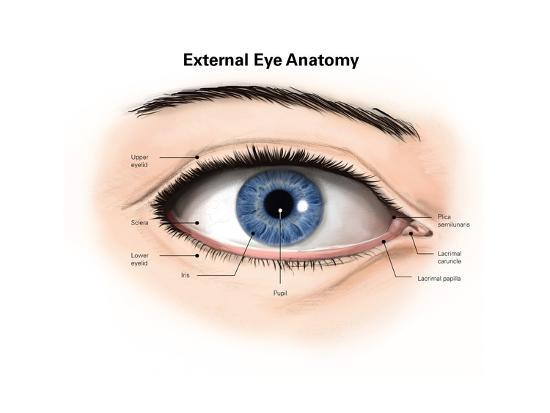 'External Anatomy of the Human Eye (With Labels)' Posters | AllPosters.com