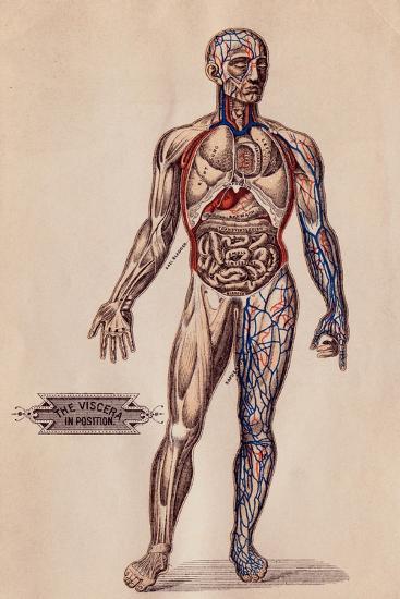 'Medical Diagram of a Man's Body' Giclee Print | AllPosters.com