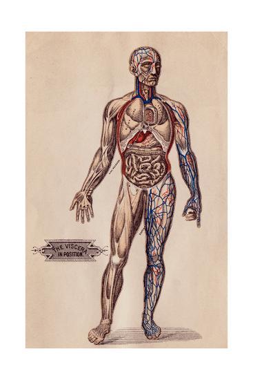 'Medical Diagram of a Man's Body' Giclee Print | AllPosters.com