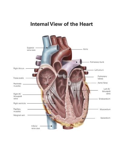 Internal View Of The Human Heart Print Allposters Com