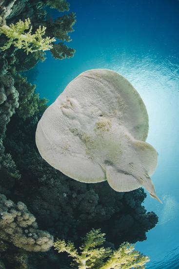 ripple leopard ray