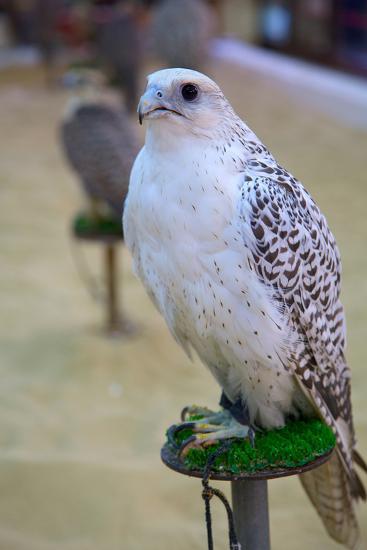 Falcon Falcon Souq Waqif Souq Doha Qatar Middle East