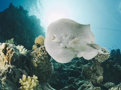 ripple leopard ray