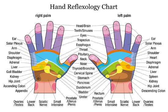 hand reflexology chart description posters by peter hermes reflexology charts for sale