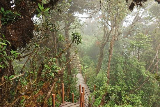 Image result for mossy forest cameron highlands