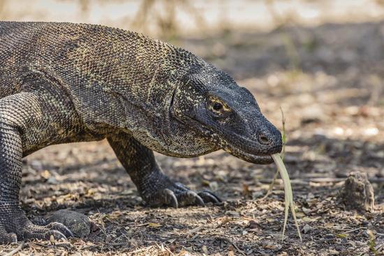 Komodo dragon essays image