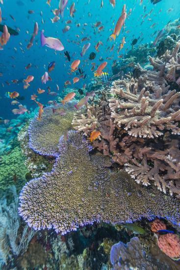  A Profusion of Coral  and Reef Fish on Batu  Bolong Komodo 