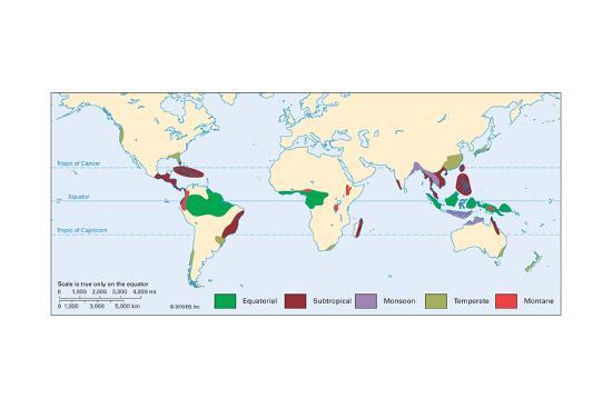 World Map Of Jungles Prints Allposters Com