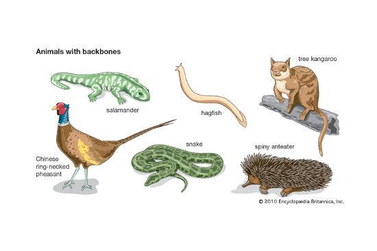 Animals With Backbones Are Called : Vertebrates / Some example of