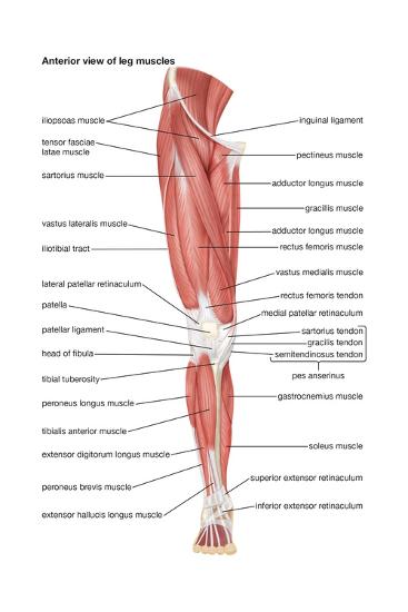 'The Anterior View of the Muscles of the Human Right Leg' Poster