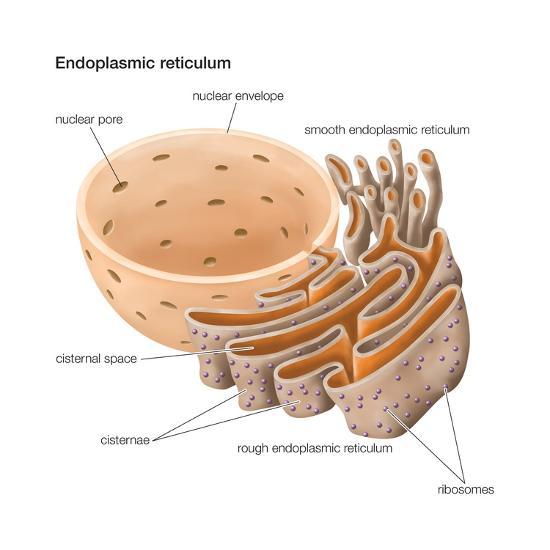 The Endoplasmic Reticulum Plays an Important Role in the Biosynthesis