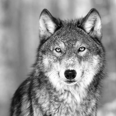 wolf photographic print at