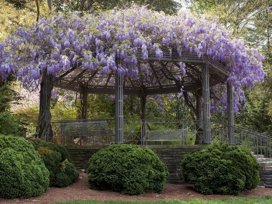Wisteria Arbor Duke Gardens Durham Nc Purple Spring Flowers