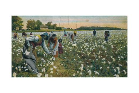 Cotton Picking Augusta Georgia C1900