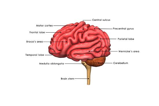 'Human Brain Labelled' Posters - 7activestudio | AllPosters.com