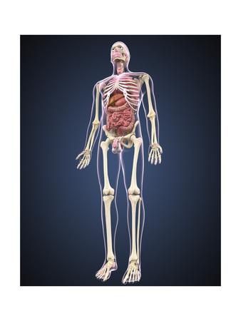 'Full Length View of Male Human Body with Organs' Prints - Stocktrek