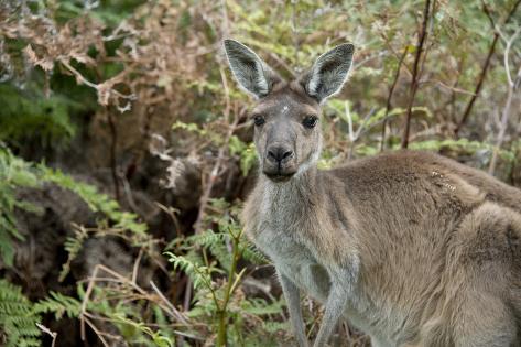 Australia Perth Yanchep National Park Western Gray Kangaroo In