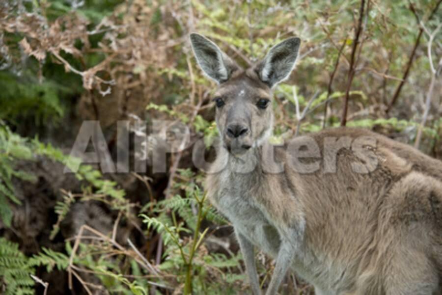 Australia Perth Yanchep National Park Western Gray Kangaroo In