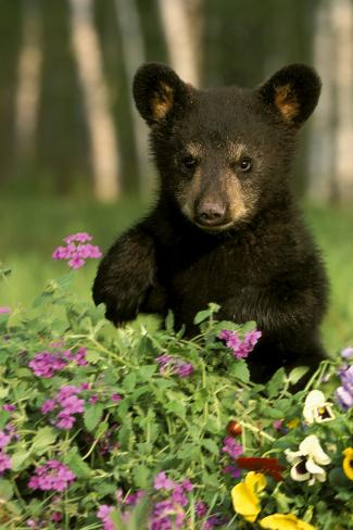 bear in flowers