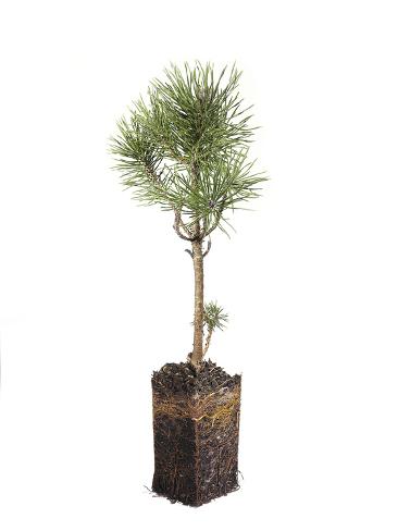 A Lodgepole Pine Sapling