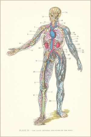 Circulatory System Giclee Print by Found Image Press at AllPosters.com