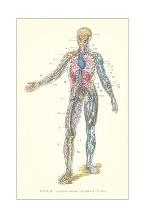 Circulatory System Giclee Print by Found Image Press at AllPosters.com