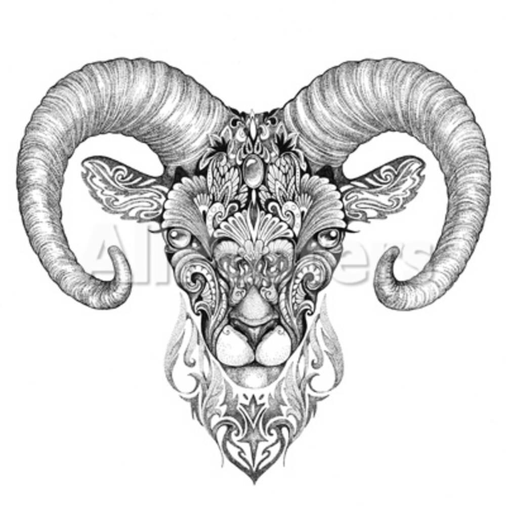 Mountain Sheep, Argali, Black and White Ink Drawing Prints by Vensk at ...