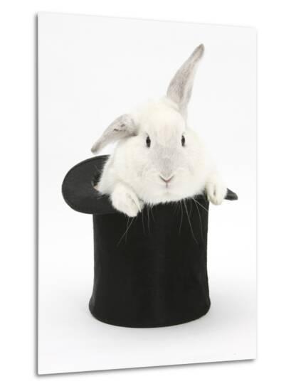 Image result for White rabbit in a Top Hat
